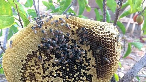 हिंगोली : सेनगाव तहसील कार्यालयात मधमाश्यांचा नागरिकांवर हल्ला