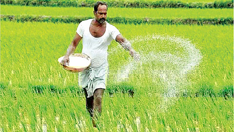 urea : कोल्हापूर जिल्ह्यात युरियाची टंचाई!