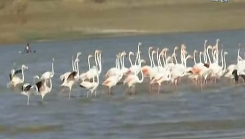  विदेशी पाहुण्यांचे आगमन www.pudharinews.