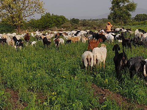 औरंगाबाद : हिरव्यागार सोयाबीनमध्ये सोडल्या मेंढ्या, उत्पन्नासह हंगामही गेला