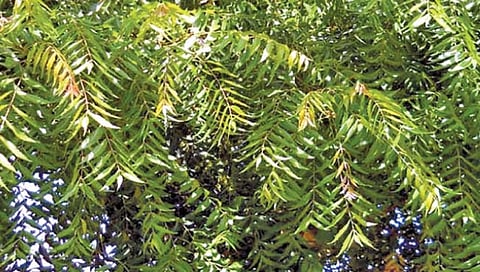 कडुनिंबामध्ये कॅन्सरविरुद्ध लढण्याची क्षमता