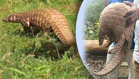 संग्रहीत