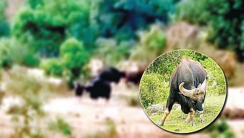 संग्रहीत