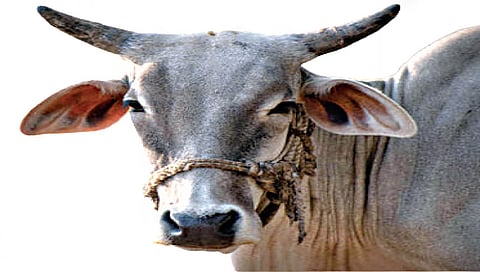 नाशिक : हजार मोकाट जनावरे कोंडवाड्यात ; महापालिकेच्या तिजोरीत ‘इतक्या’ लाखांची भर