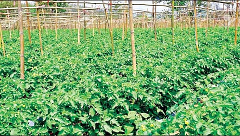 किफायतशीर टोमॅटो लागवड