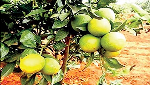 मोसंबीची लागवड