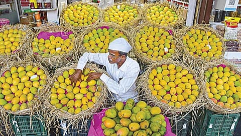 रत्नागिरी : यंदा 10 टक्केच आंबा मिळणार?