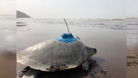 कोकणात सॅटेलाईट टॅग केलेल्या कासवाने कापले तब्बल २५० कि.मी. अंतर