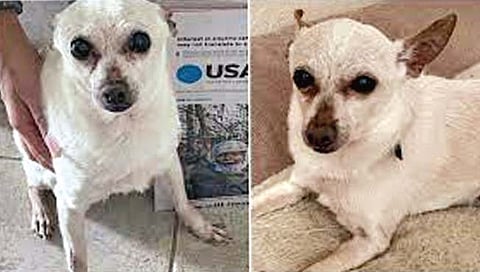 सर्वाधिक वयाचा कुत्रा!