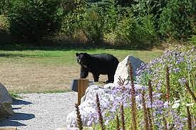 अमरावती : तहसीलदाराच्या बंगल्यात शिरले अस्वल 