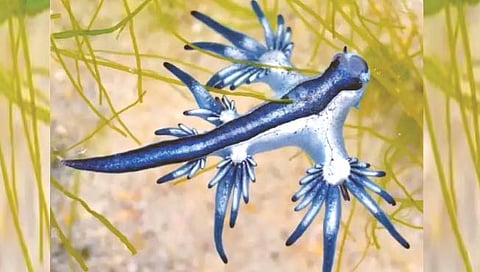 अमेरिकेच्या किनार्‍यावर आढळला ‘ब्ल्यू ड्रॅगन’!