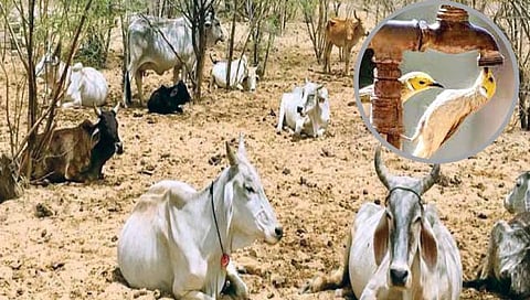 Sangali: तळपत्या उन्हात पशू-पक्षी झाले सैरभैर