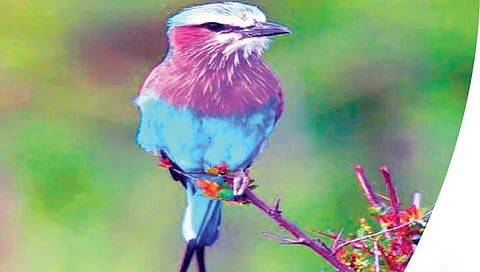 Charles Darwin : रंगबदल सिद्धांताची ‘एआय’ने झाली पुष्टी