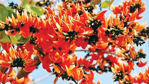 गुढीपाडवा आणि वसंत ऋतुचर्या