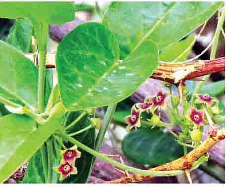 ‘बीएसआय’ने शोधली अस्थमावरील रामबाण औषधी