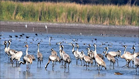 Bird www.pudhari.news