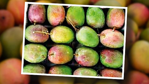 रत्नागिरी ‘हापूस’ची तहान आता पायरीवर!
