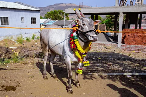 सुमारे २० लाखांना विक्री झालेला हाच तो उमदा राफेल बैल.