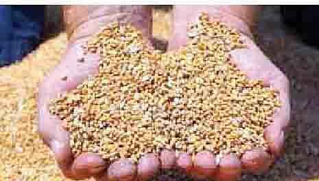 प्रधानमंत्री सूक्ष्म अन्न प्रक्रिया उद्योग योजनेत महाराष्ट्राची आघाडी