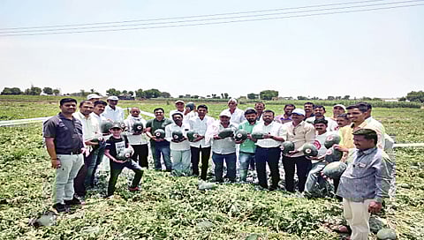 मालेगाव : विक्रमी टरबूज उत्पादन घेणार्‍या शेतकरी विजय शेवाळे यांच्या प्लॉटची पाहणी करताना शेतकरी.