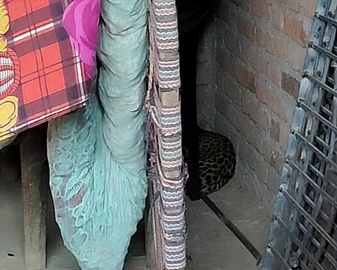 भगवान निंबाजी आवारी यांच्‍या घरात जेरबंद करण्‍यात आलेला बिबट्या.