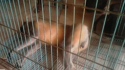 राधानगरी तालुक्यातील कसबा तारळे येथील ‘ते’ वानर अखेर जेरबंद !