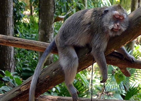 Alcohol and Human : लोकं दारू का पितात? गुंगीत राहणार्‍या माकडाच्‍या प्रजीतीवर होणार संशोधन