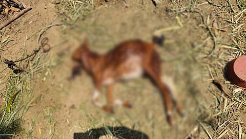 pune : leopard attack on goats