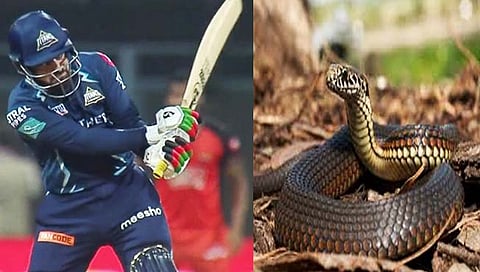 Rashid Khan Snake Shot : सापाने दिली राशिद खानला प्रेरणा!, ‘त्या’ फटक्याला दिले ‘स्नेक शॉट’ नाव