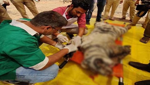 भंडारा : झुंजीमुळे त्या वाघाचा मृत्‍यू झाला असावा, वन विभागाचा प्राथमिक अंदाज