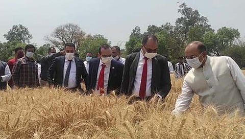 India wheat supplier : भारतीय शेतकरी जगाची भूक भागवणार! आता इजिप्तला करणार गहू पुरवठा