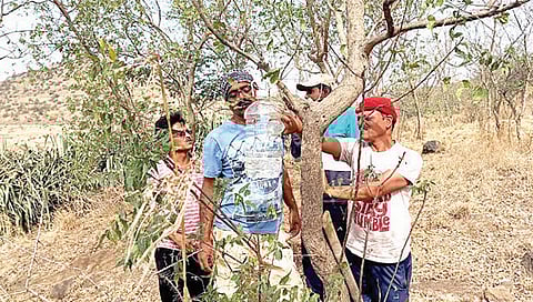 नाशिक: रखरखत्या उन्हात ते करताय पक्ष्यांसाठी दाणा-पाण्याची सोय