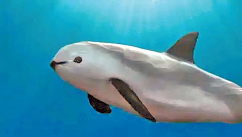 सर्वात दुर्मीळ जलचर