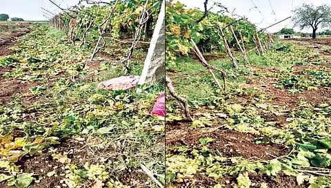 मान्सूनपूर्व पावसाने द्राक्षांचा झाला चिखल