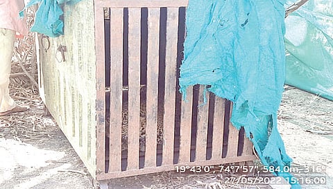 नाशिक : चिकूच्या बागेत लावलेल्या पिंजर्‍यात बिबट्या जेरबंद