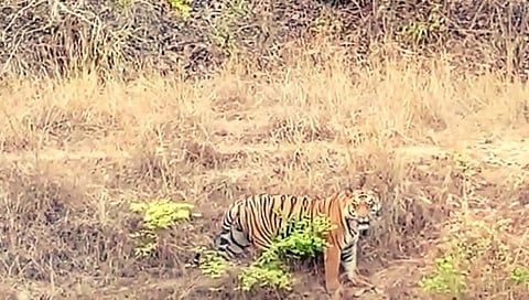 भंडारा : लाखांदूर जंगल परिसरात वाघाचा मुक्त संचार