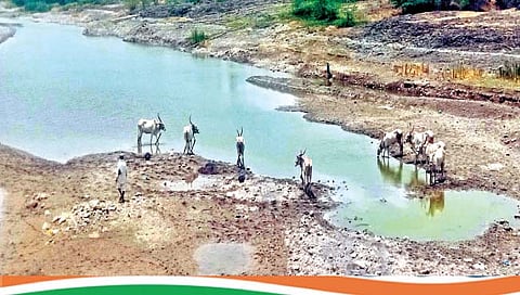 सोलापूर : तहान भागवण्यासाठी मुक्या जनावरांची माण नदीवर गर्दी