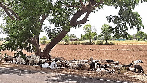 मालेगाव : भरदुपारी डेरेदार वृक्षाच्या छायेत विसावा घेणारा मेंढ्यांचा कळप. (छाया : सुदर्शन पगार)