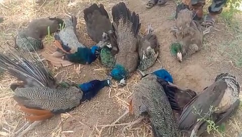 नाशिकच्या नांदगाव मध्ये तब्बल 10 मोर मृतावस्थेत आढळले, वनविभागात खळबळ