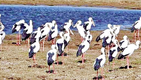 सोलापूर : मुग्धबलाकांच्या वावराने बहरला उजनीकाठ