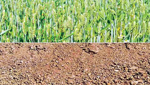 शेतात करा गाळमातीचा वापर