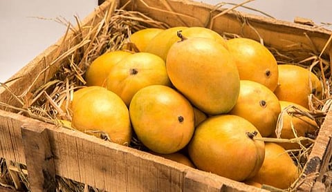 केशर आंबा प्रथमच समुद्रमार्गे अमेरिकेला; 16 हजार 560 किलो आंब्यांची निर्यात