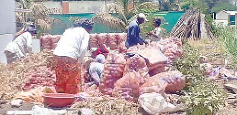 पिंपरखेड : वाढत्या तापमानाने कांद्याच्या वजनात घट