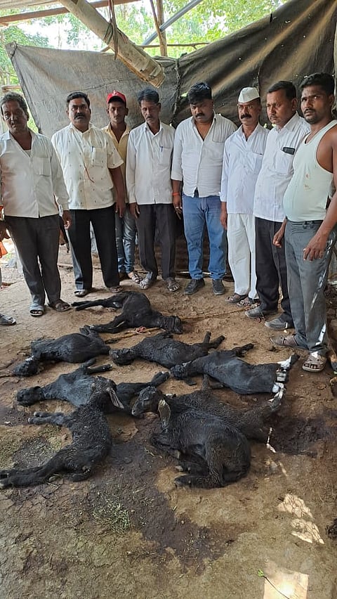 गोतोंडी येथे लांड्ग्याच्या हल्ल्यात मृत्युमुखी पडलेल्या शेळ्या (छाया- संतोष ननवरे)