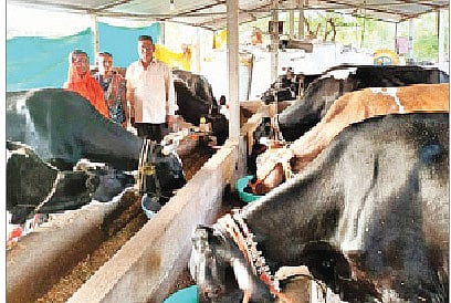 चार्‍याची टंचाई, पशुखाद्याचे दर वाढल्याने दूध उत्पादक शेतकरी अडचणीत