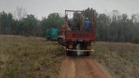 चंद्रपूर : ताडोबा व्याघ्र प्रकल्पाच्या बोटेझरी कॅम्पमधील 6 हत्ती गुजरातला रवाना