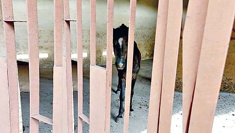 सांगली : घोडा कोंडवाड्यातच; मनपा कळवणार वन, पशुसंवर्धनला