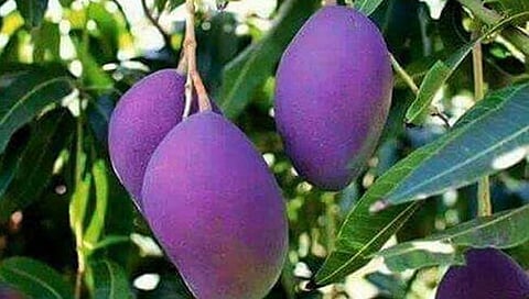 Purple Mango : जगातील सर्वात महाग ‘जांभळा आंबा’ माहितीय का?