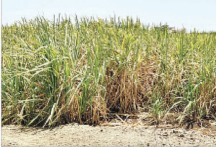 शिरवली भागात पाण्याअभावी जळून चाललेला ऊस.