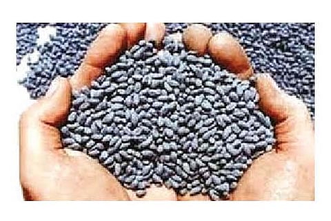 यवतमाळ : ७० हजारांचे अनधिकृत बियाणे जप्त